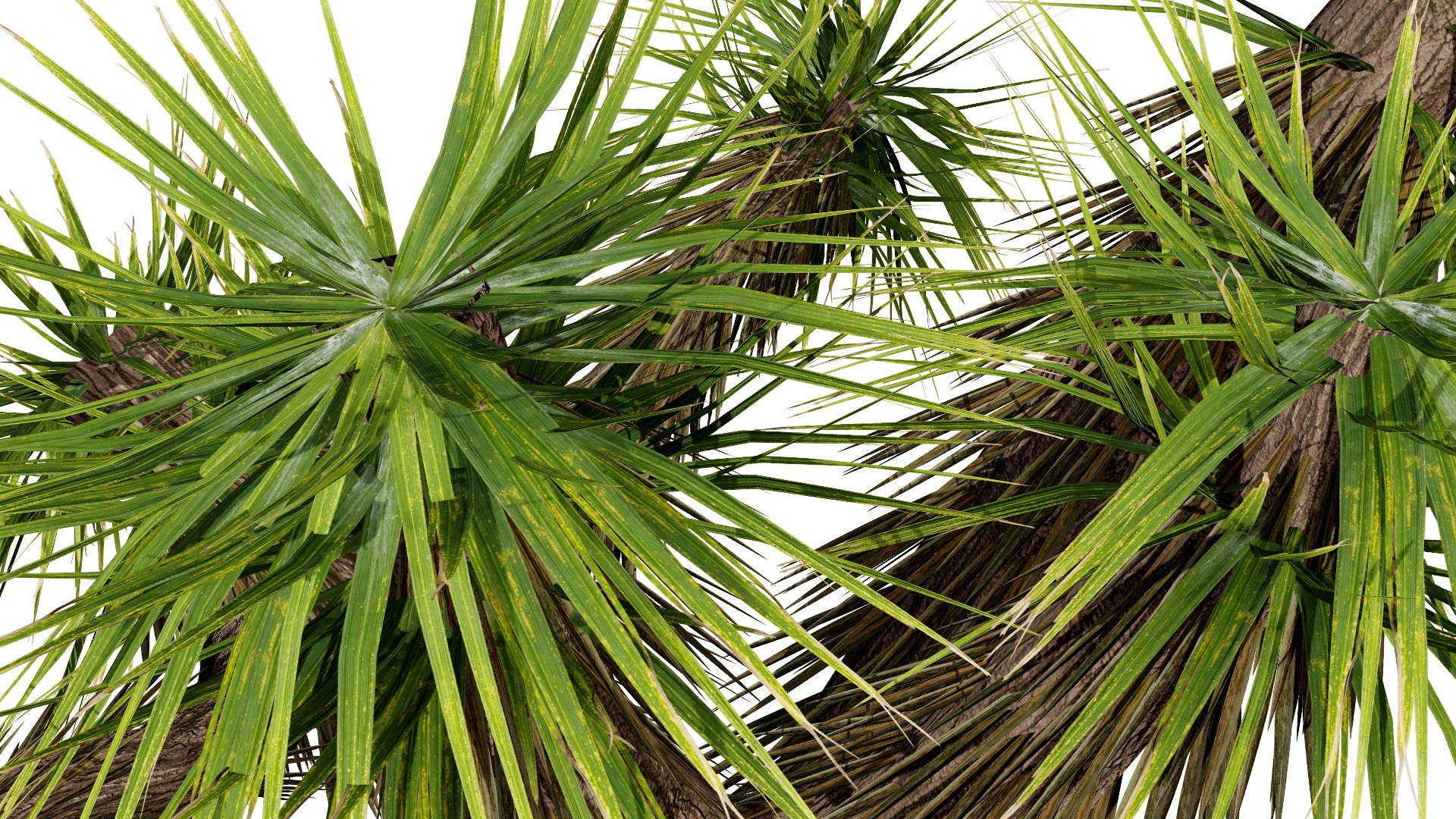 Realistic Joshua Trees Pack 3D https://p.turbosquid.com/ts-thumb/Vy/4ea0RS/OO/0112l/jpg/1736117976/1920x1080/fit_q87/e9979077a3124a57cc6205f8e78104df158c92de/0112l.jpg