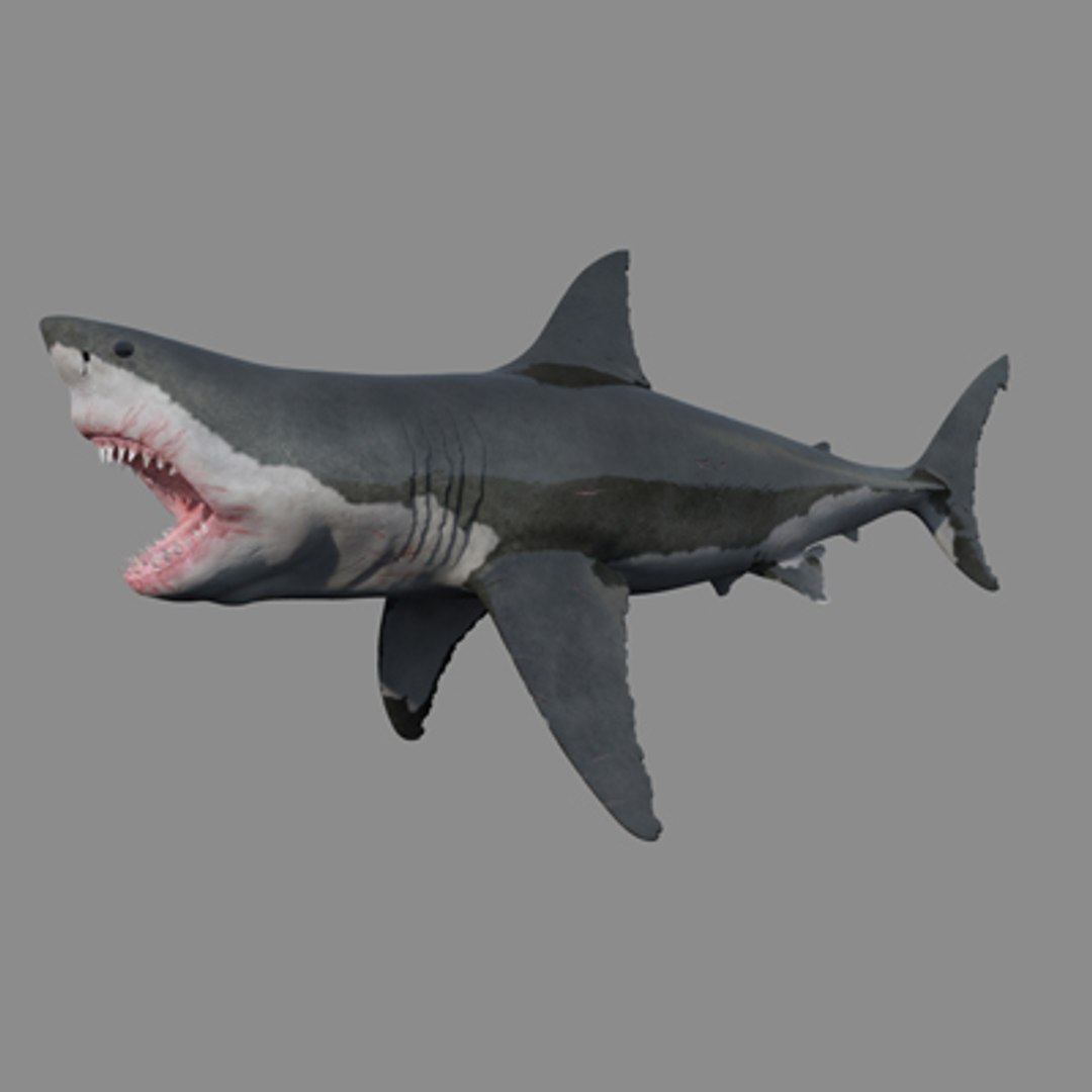 great white shark 3d ma