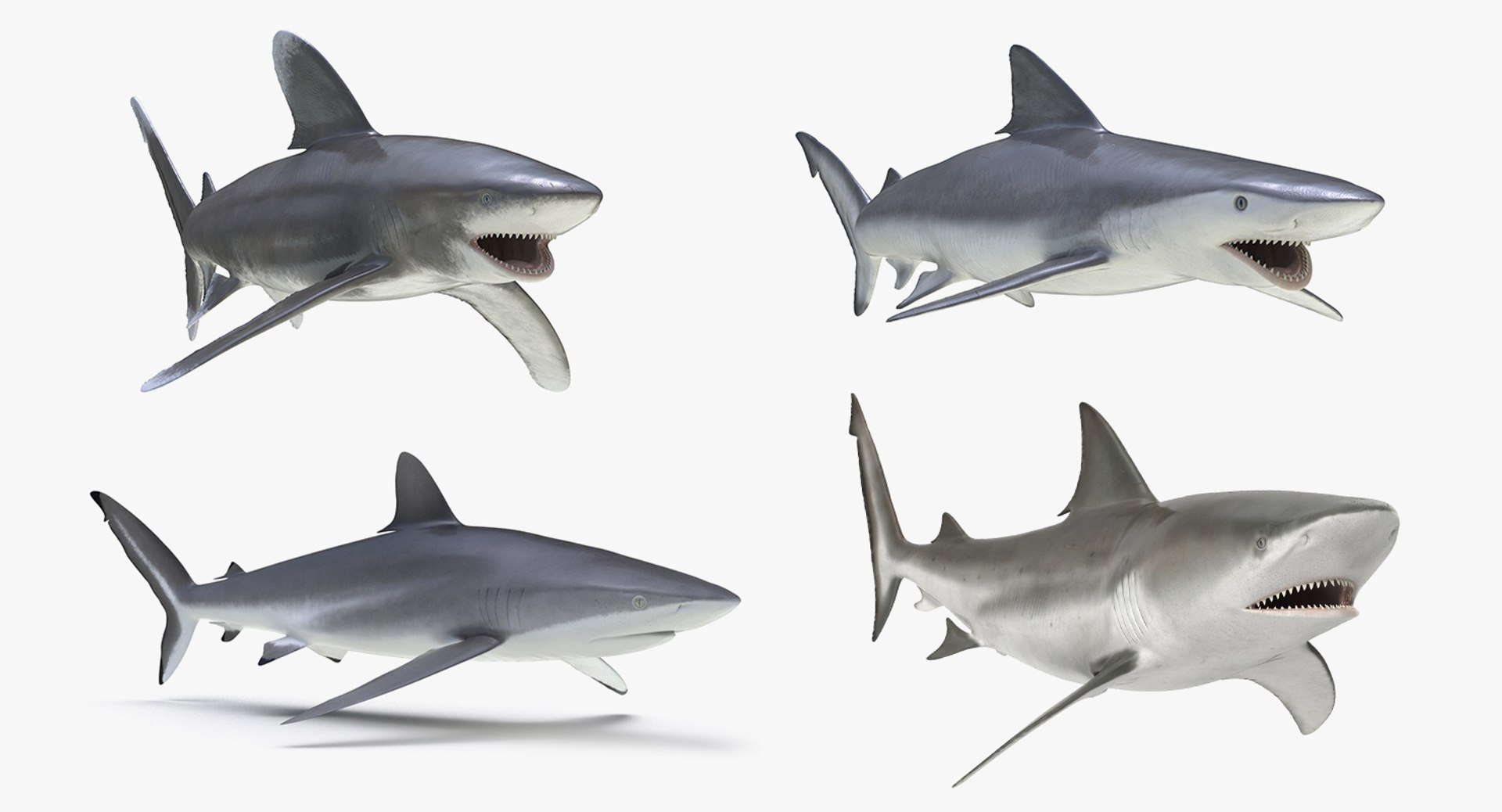 Sharks Rigged Collection 3 for Cinema 4D 3D model preview