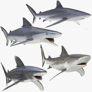rigged sharks 3 model