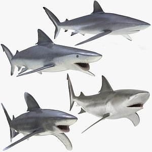 Sharks Rigged Collection 3 for Cinema 4D