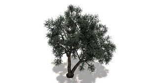 3D huniper tree