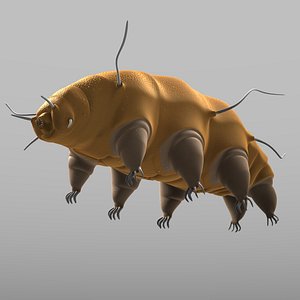 Tardigrade (Mopsechiniscus franciscae)