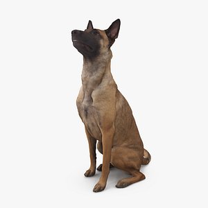 3D dog malinois