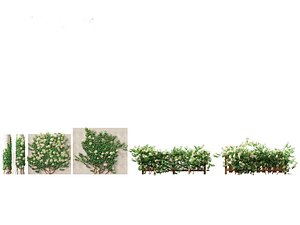 3D Hydrangea anomala - Climbing hydrangea
