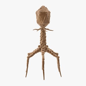 Bacteriophage