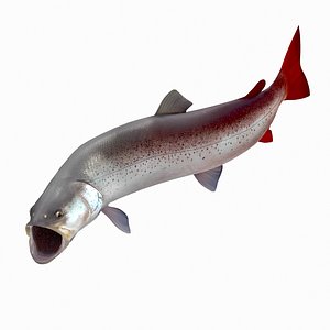 3D model Hucho taimen - Rigged