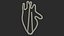 Anatomic Heart Shape