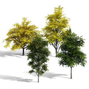 Gymnocladus dioicus Tree Pack
