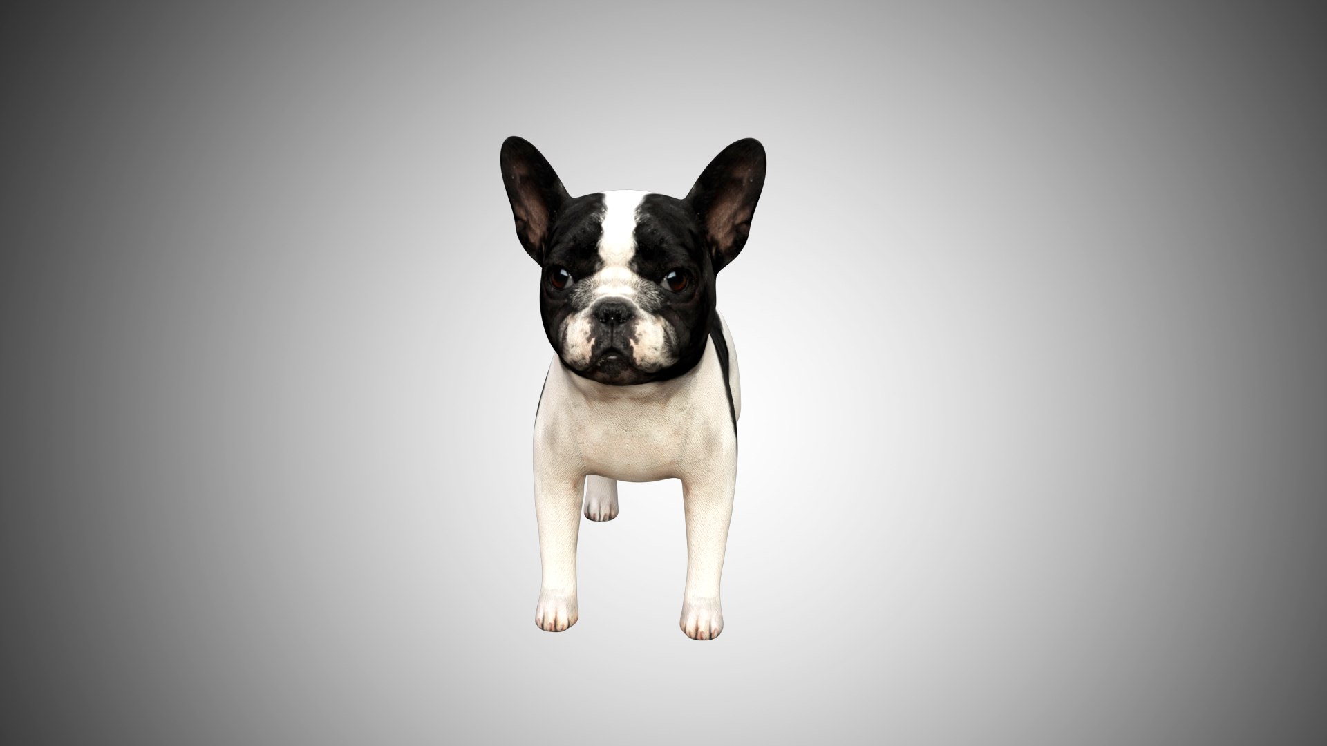 bulldog french cute 3D https://p.turbosquid.com/ts-thumb/Vz/GKt53B/3vWqFJog/bulldog_02/jpg/1599088497/1920x1080/fit_q87/63a261af770ed50a8dcaab21bf557bbc5c28acff/bulldog_02.jpg