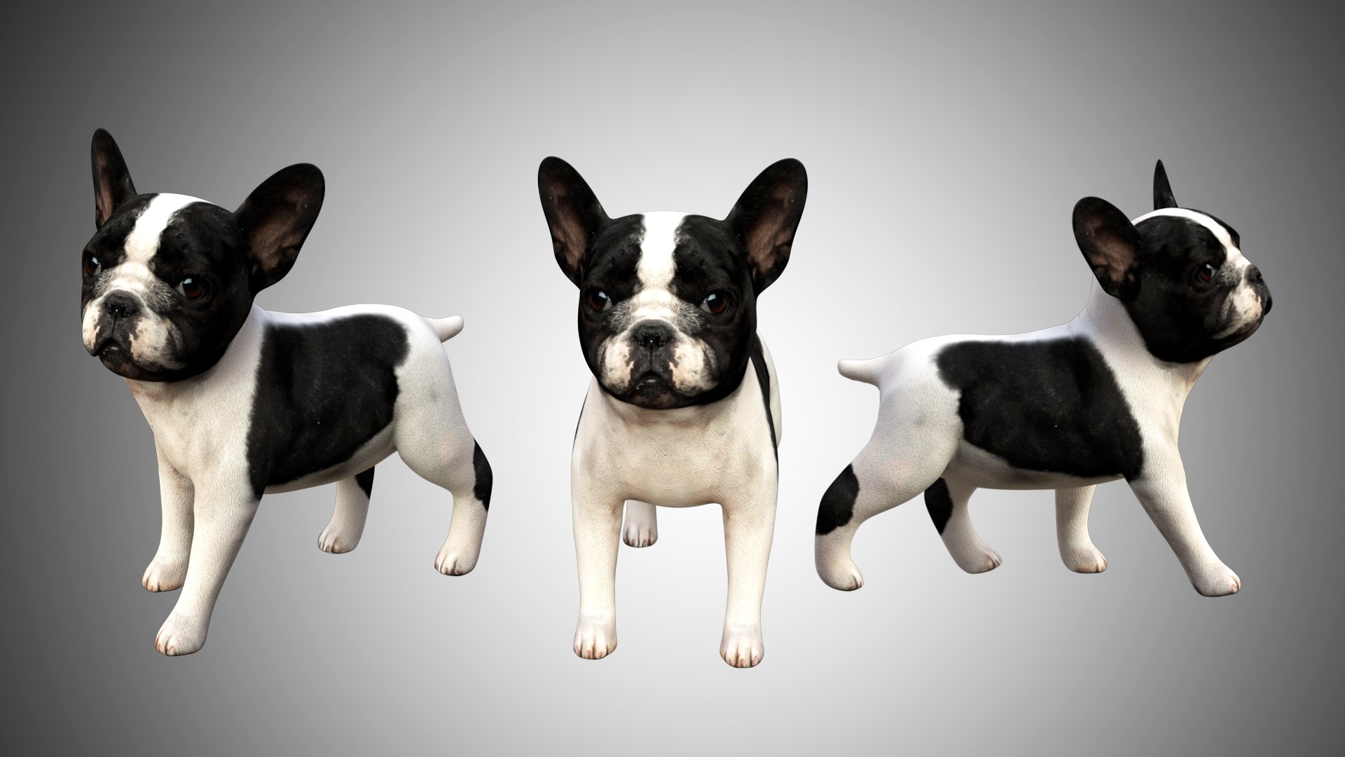 bulldog french cute 3D https://p.turbosquid.com/ts-thumb/Vz/GKt53B/4MjkLOEx/bulldog_09/jpg/1599088497/1920x1080/fit_q87/08b6260d20694c5762098962d3755360cadaa441/bulldog_09.jpg