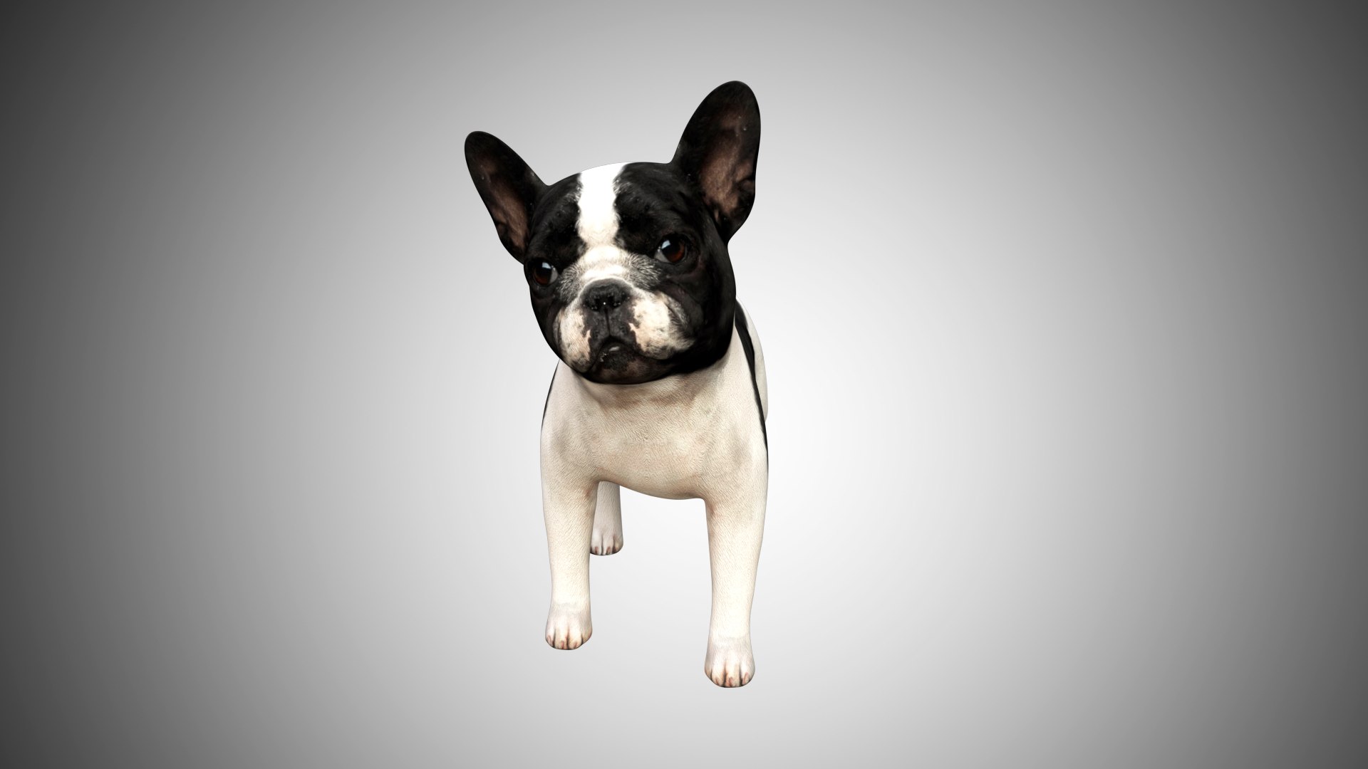 bulldog french cute 3D https://p.turbosquid.com/ts-thumb/Vz/GKt53B/4qTGY1ZV/bulldog_06/jpg/1599088497/1920x1080/fit_q87/4f83b0ef04c347e399447146117fa6c766664d81/bulldog_06.jpg