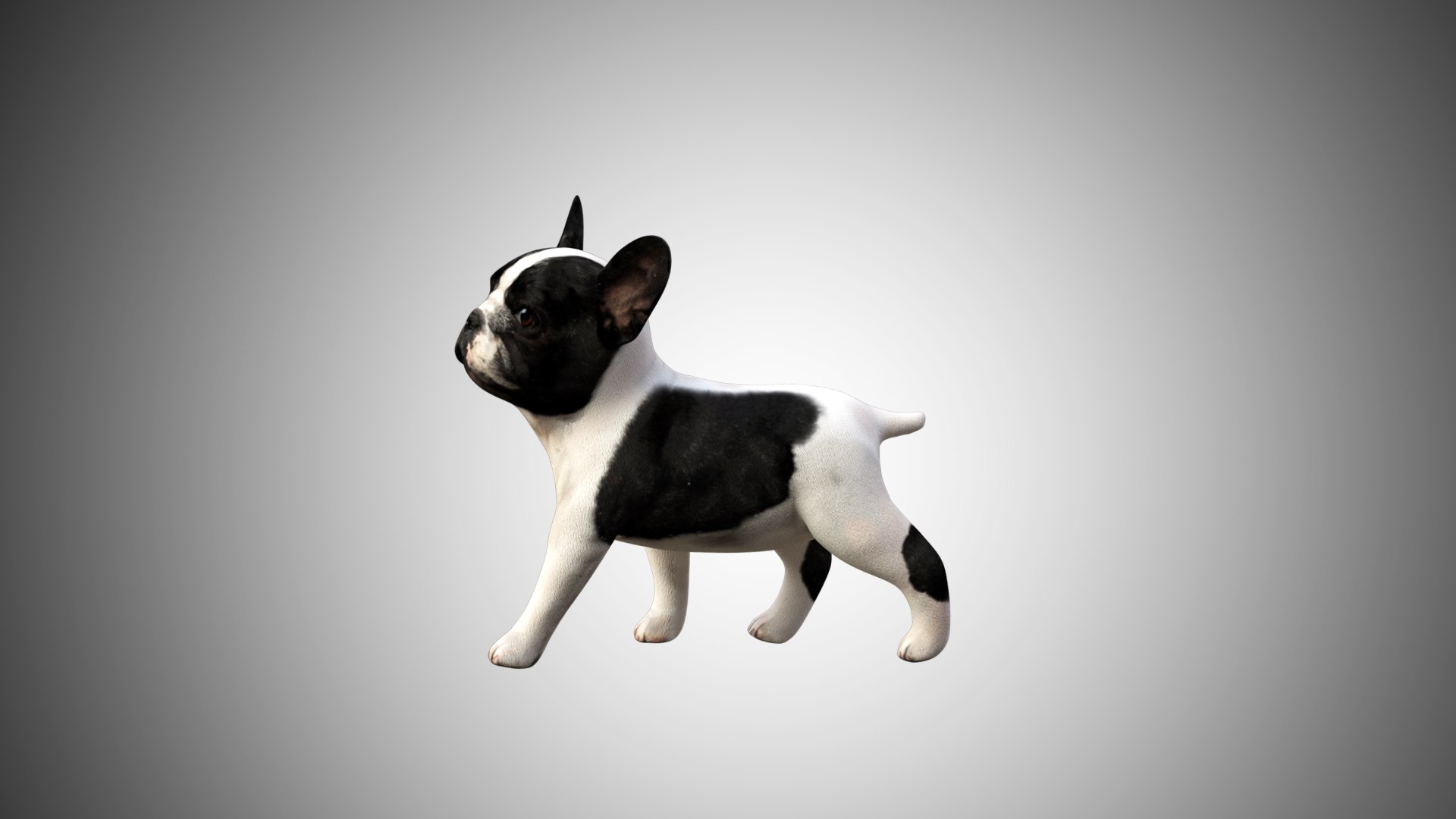 bulldog french cute 3D https://p.turbosquid.com/ts-thumb/Vz/GKt53B/7pdeKPuE/bulldog_07/jpg/1599088497/1920x1080/fit_q87/eb330fcf7966db9e05323c287ee9dd1c45d9fb56/bulldog_07.jpg