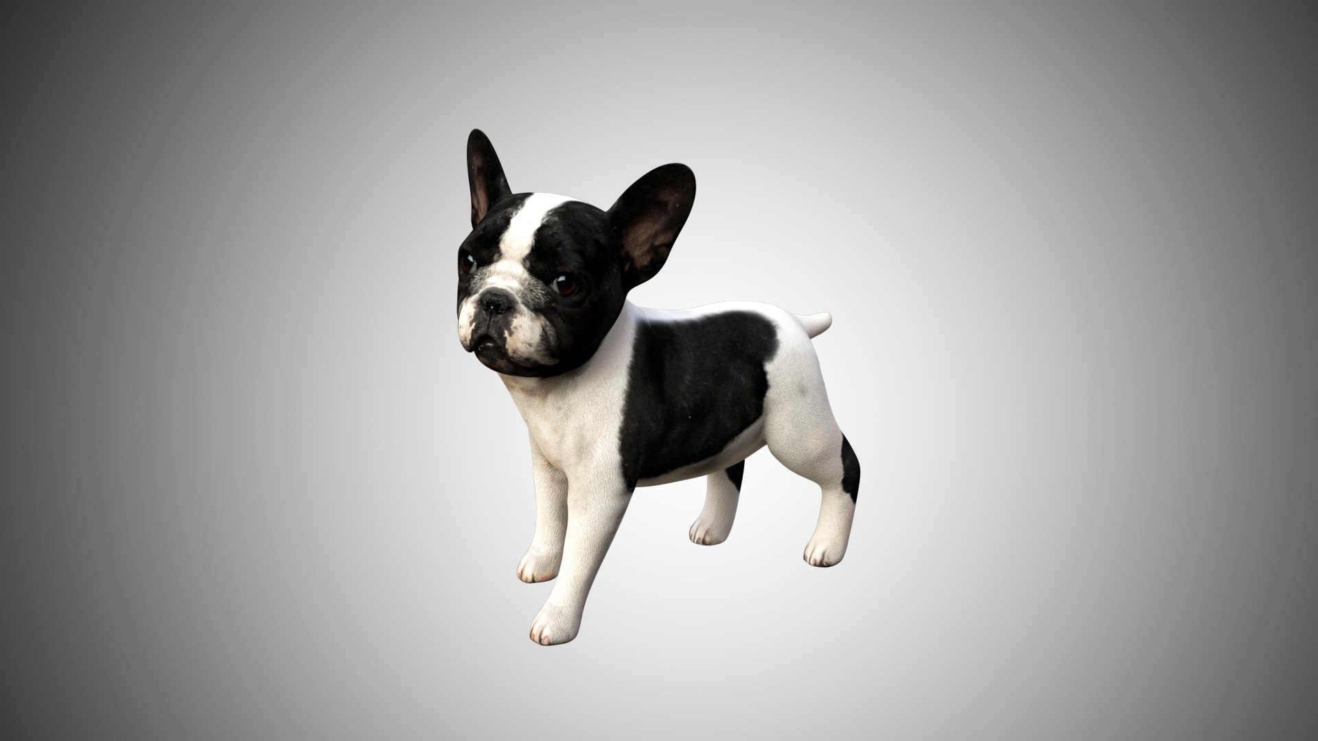 bulldog french cute 3D https://p.turbosquid.com/ts-thumb/Vz/GKt53B/DoqKaacX/bulldog_05/jpg/1599088497/1920x1080/fit_q87/9ebb8abca43b161050a7b387e11a14df2fc4af62/bulldog_05.jpg