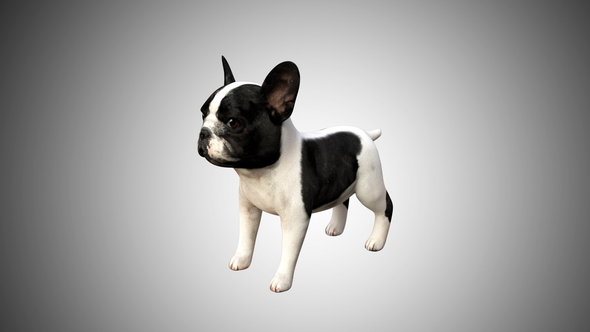 bulldog french cute 3D https://p.turbosquid.com/ts-thumb/Vz/GKt53B/EcMn2SFM/bulldog_01/jpg/1599088497/1920x1080/fit_q87/8b0c8bf685032a5ec36724bc1eae55bff20b4ab2/bulldog_01.jpg
