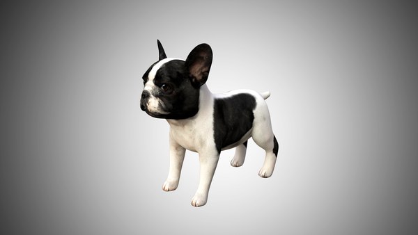 Bulldog french cute 3D - TurboSquid 1589864