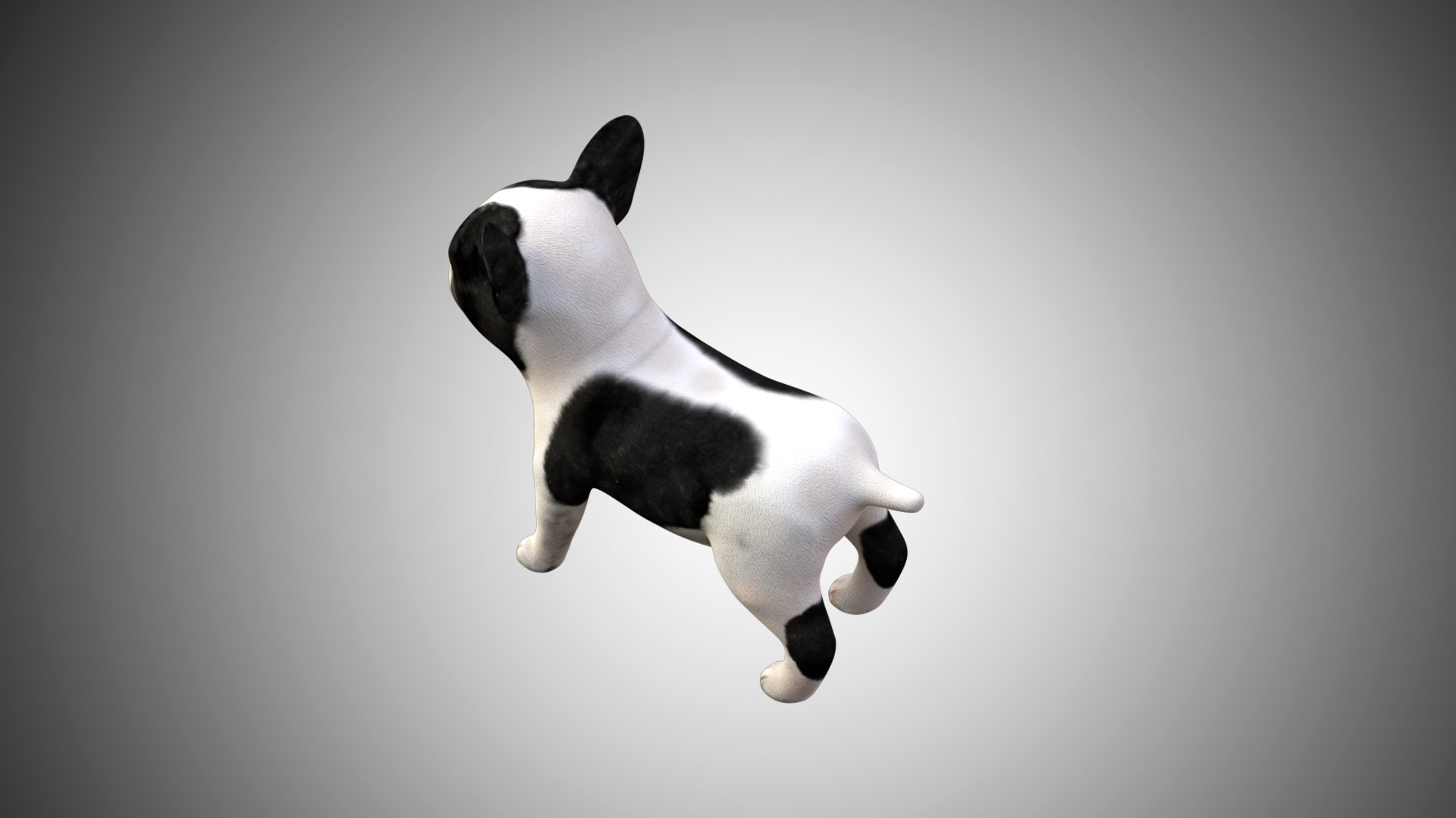 bulldog french cute 3D https://p.turbosquid.com/ts-thumb/Vz/GKt53B/U9Tx4qf6/bulldog_03/jpg/1599088497/1920x1080/fit_q87/364505039716a61dd9a22322fcd70cbf55106683/bulldog_03.jpg