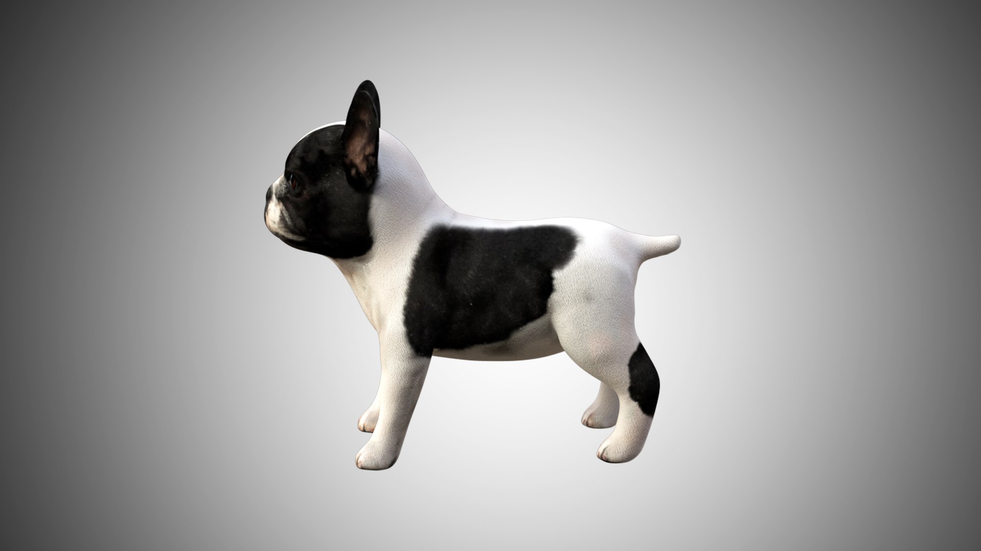 bulldog french cute 3D https://p.turbosquid.com/ts-thumb/Vz/GKt53B/frmyfQC4/bulldog_04/jpg/1599088497/1920x1080/fit_q87/509984893f1fe972cec879f6b01c390d8728aae0/bulldog_04.jpg