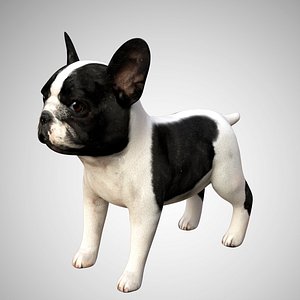 Cute French Bulldog Rigged Low Poly