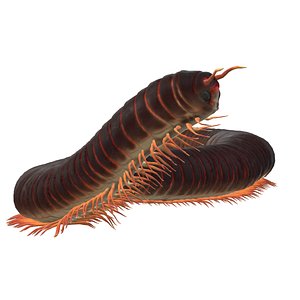 3D Curious Millipede