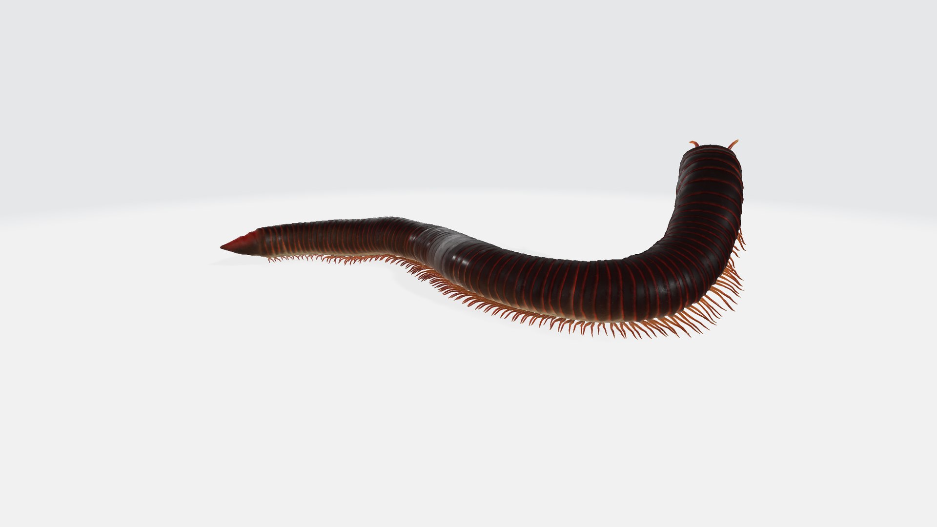 3D Curious Millipede - TurboSquid 2407642