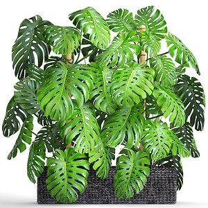 3D plants monstera