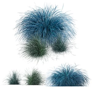 HQ Plants Helictotrichon Sempervirens Pendula Avoine Blue model