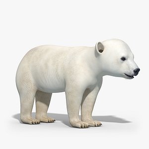 polar bear baby 3d model