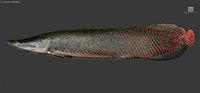 arapaima rigged fish