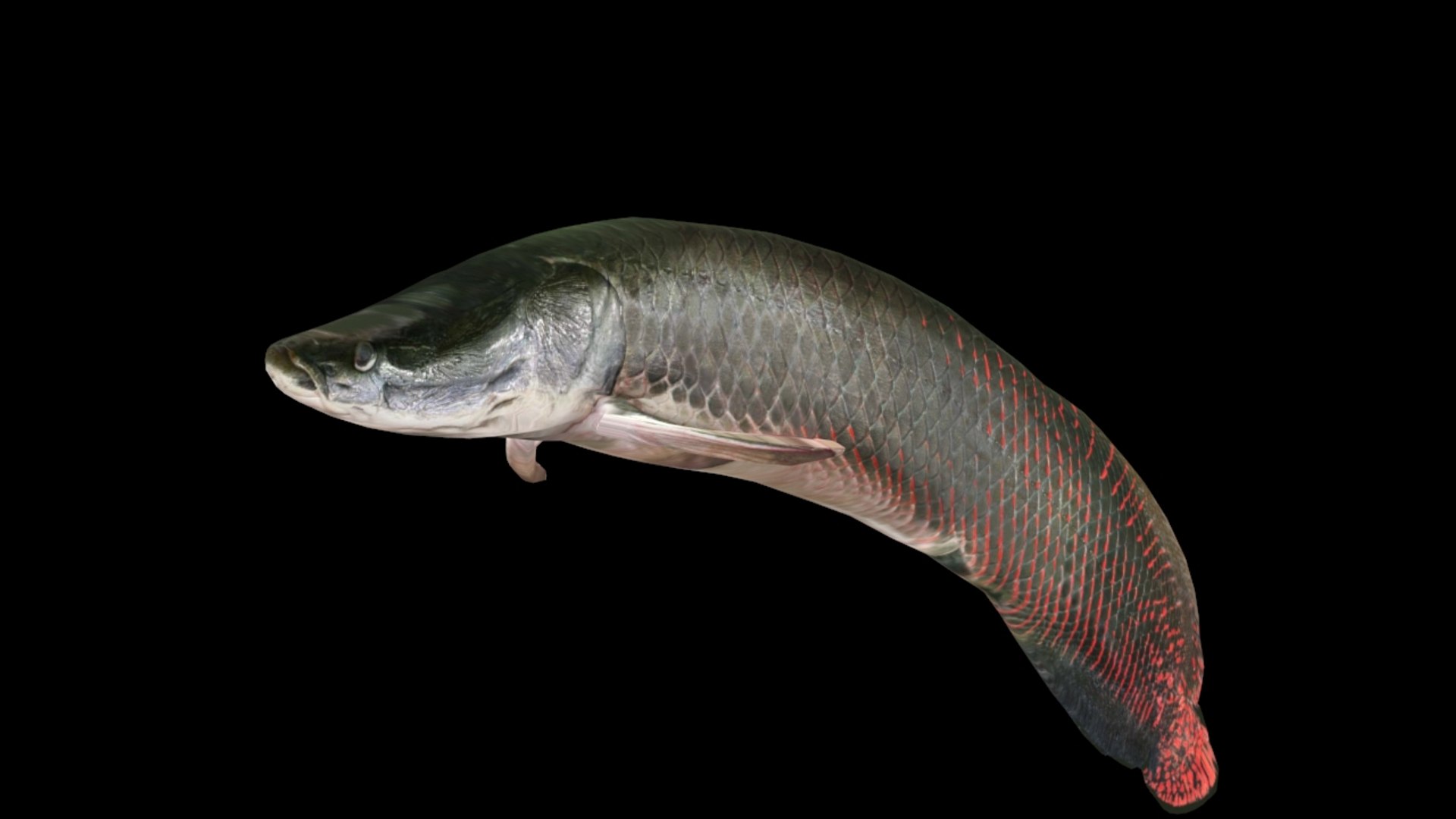 Monster Fish: Arapaima