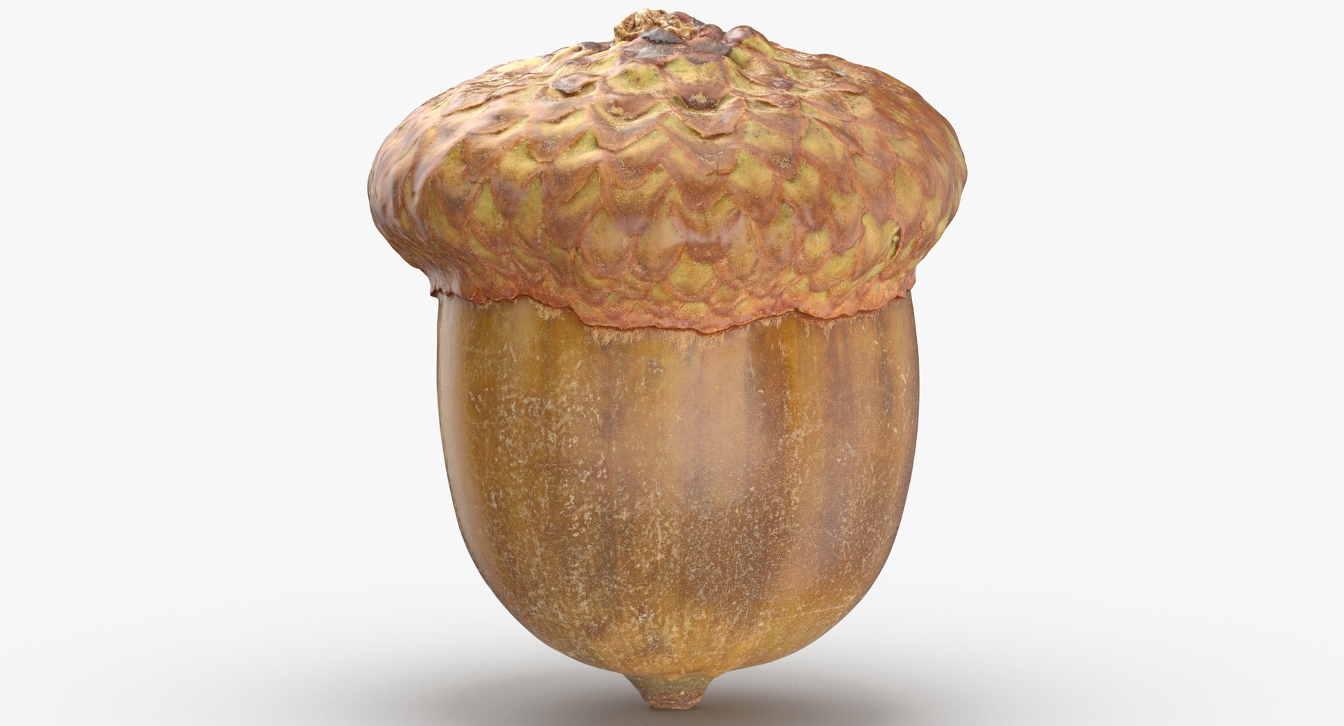 Acorns and Almond With Shell Collection 03 - 3 models3D模型 - TurboSquid ...