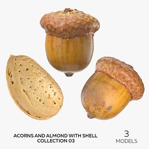 Acorns and Almond With Shell Collection 03 - 3 models 3D model