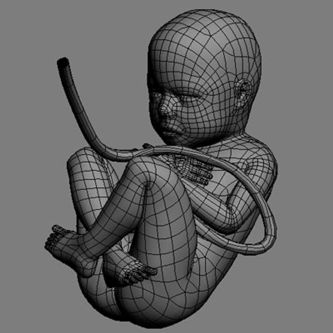 3d model fetus https://p.turbosquid.com/ts-thumb/Vz/xXOeyk/schdZAxm/fetus_09/jpg/1278371539/1920x1080/fit_q87/55b470cf27f405ffcddfd4f5b8c623de89aef5b4/fetus_09.jpg