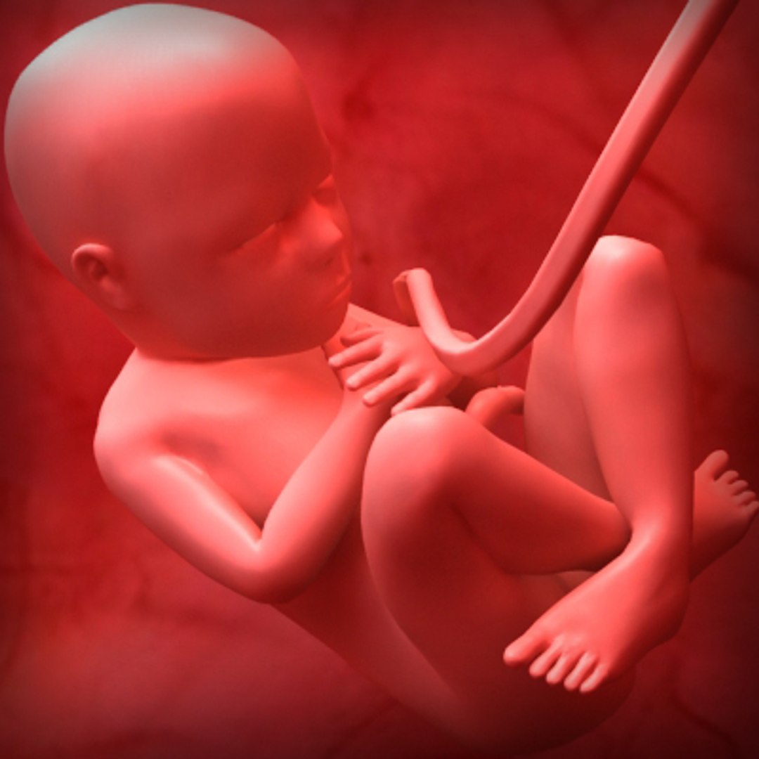 3d model fetus https://p.turbosquid.com/ts-thumb/Vz/xXOeyk/vS5pEZFH/fetus_03/jpg/1278371538/1920x1080/fit_q87/4c3eee42d860403bb503c1c5a3b13cd709a6a8bb/fetus_03.jpg