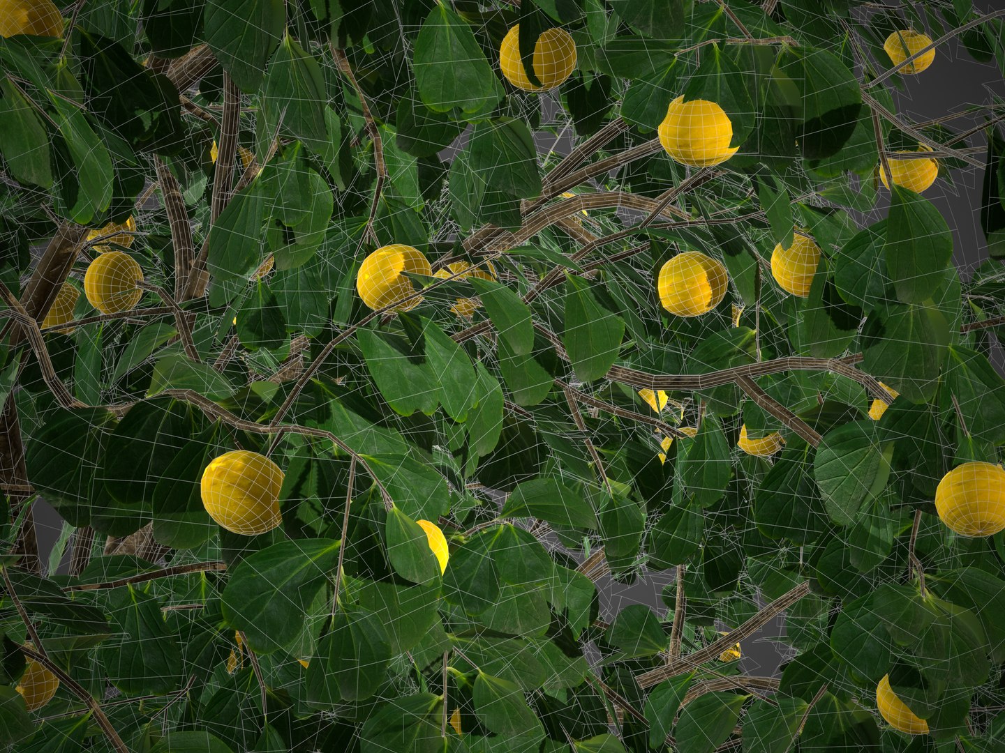 3D model 2021 PBR Kei Apple Collection - Dovyalis Caffra https://p.turbosquid.com/ts-thumb/W0/7bMZKY/F8/screenshot001/jpg/1632248119/1920x1080/fit_q87/438473733b1d7dcf1ca8b4ef4ebd0dd35cf65ef8/screenshot001.jpg