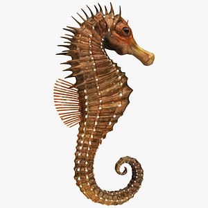 3D realistic sea horse