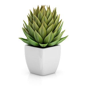 small plant white pot 3d model