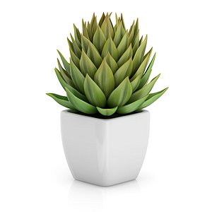 Small Plant in White Pot 1