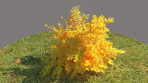 Berberis Thunbergii Aurea