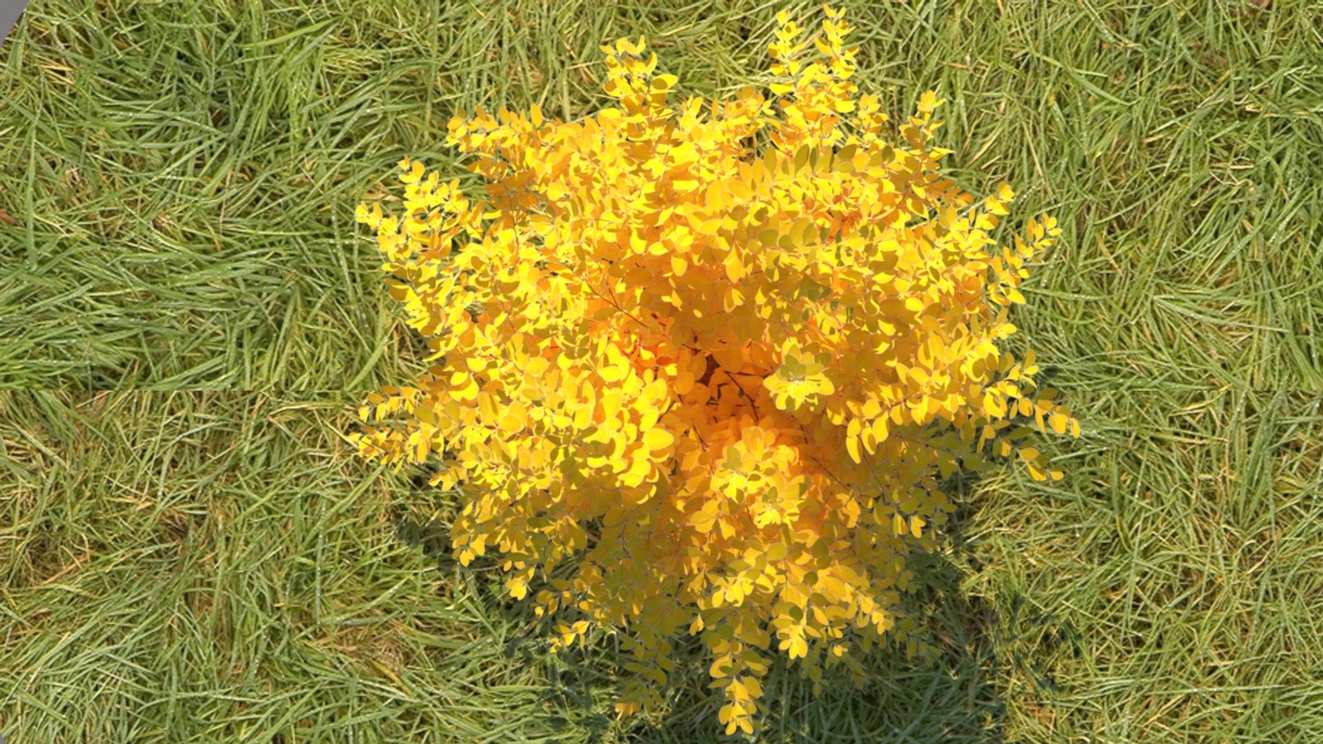 3D berberis thunbergii aurea model https://p.turbosquid.com/ts-thumb/W0/PMpe9V/TTU7alD3/6/jpg/1540409121/1920x1080/fit_q87/16fccb86e767c1fab262db2c6d7f4d37220506f7/6.jpg