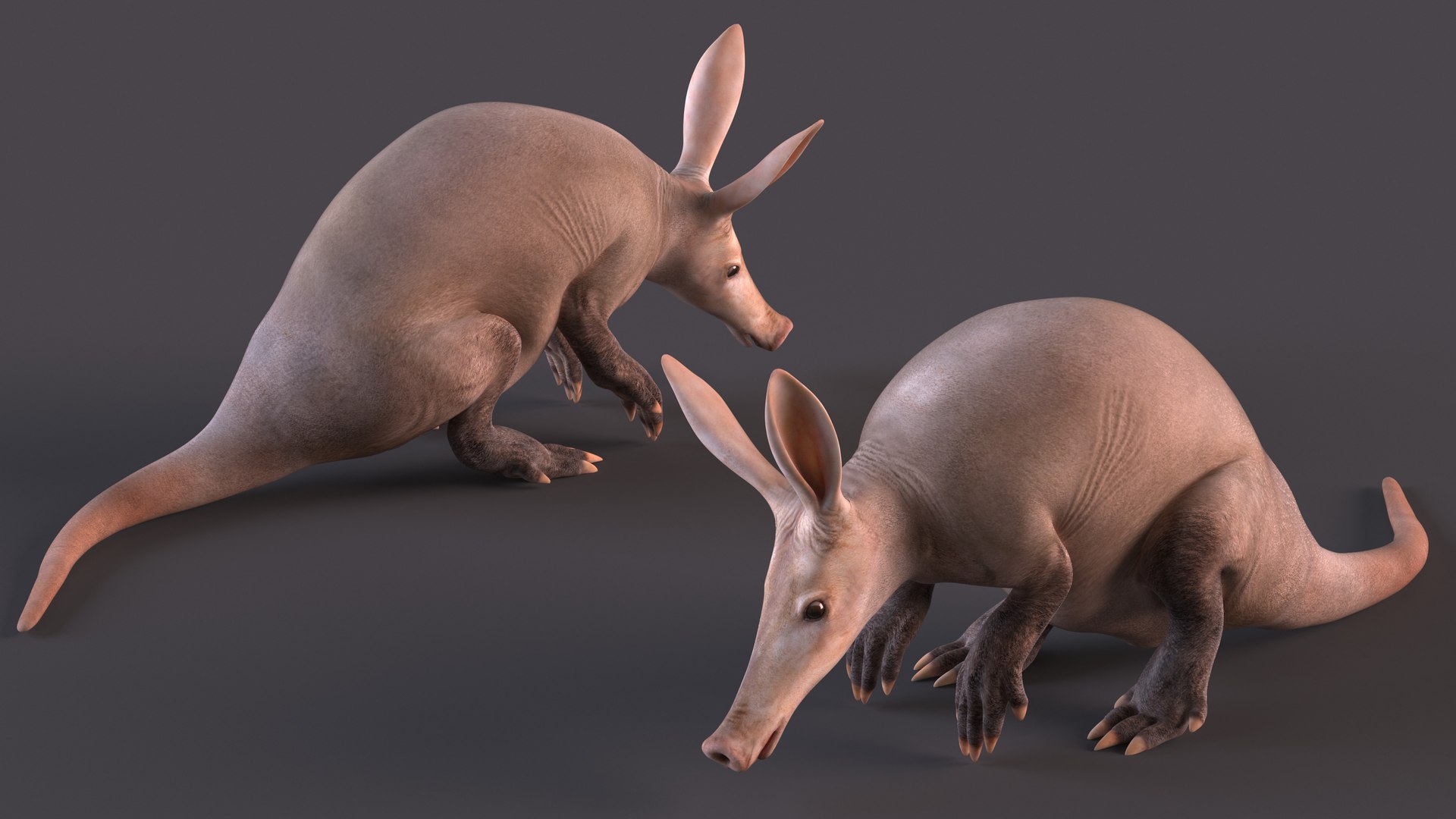 Rigged African Mammals Collection 3 3D model https://p.turbosquid.com/ts-thumb/W0/RwxB6V/Nc/rigged_african_mammals_collection_3_019/jpg/1752059475/1920x1080/fit_q87/e40bfa2e603c0da4b555dca30946aa0c0c63661b/rigged_african_mammals_collection_3_019.jpg