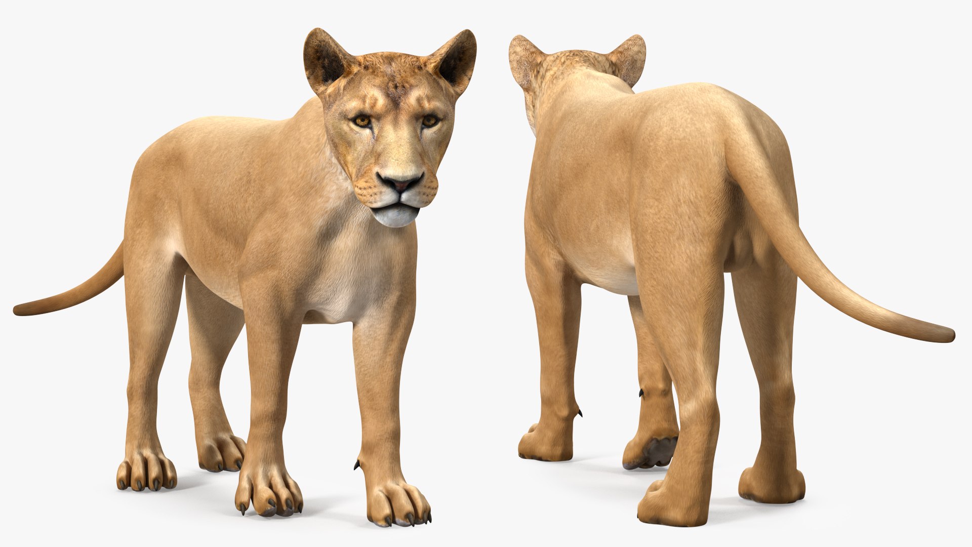 Young Lion Walking Pose 3D model preview