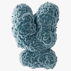 3D Chromosome Y model