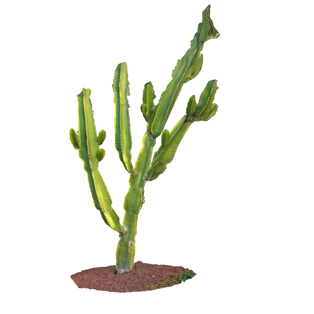 real cactus 8k obj