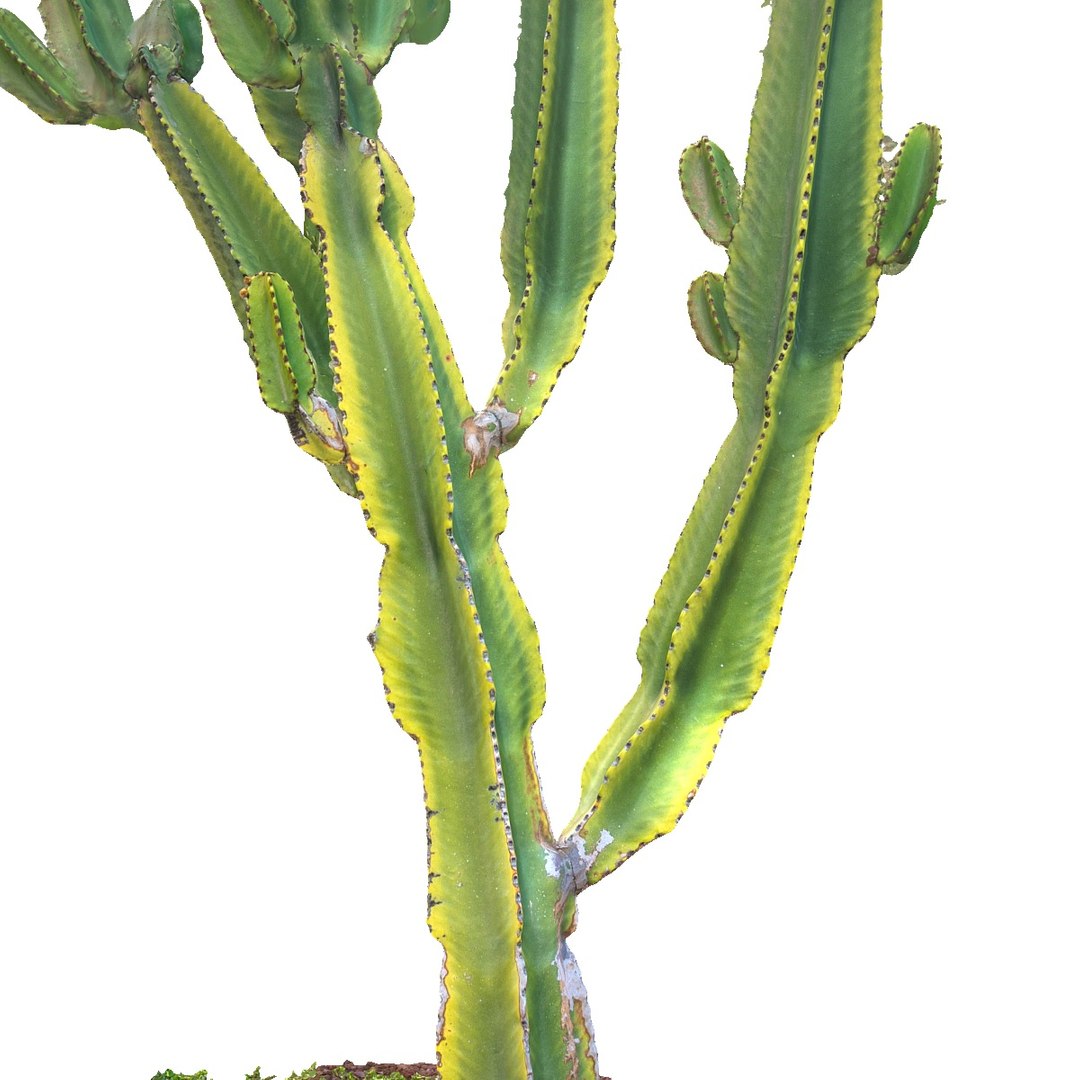 real cactus 8k obj