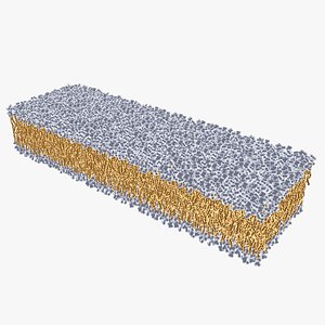 3D Animated cell membrane
