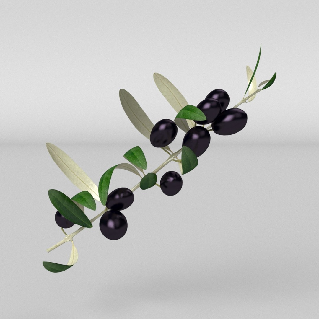 3D Model Olive Branch With Black Olives - TurboSquid 1947594