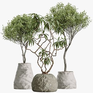 AV Indoor Plants Set 362 Arbequina Olive and Ficus Dracaena Marginata