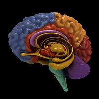 Brain, separated by colors