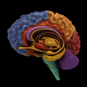 Brain, separated by colors